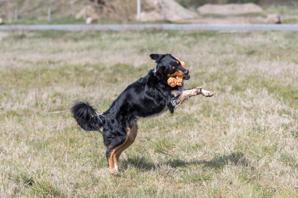 Trixie Spieltau mit eingeflochtenem Ball Hundespielzeug